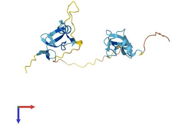 CSRP3 Protein (AA 1-194) (His tag)