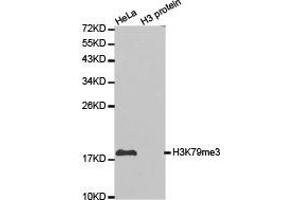 Western blot analysis of extracts of HeLa cell line and H3 protein expressed in E. (Histone 3 Antikörper  (H3K79me3))