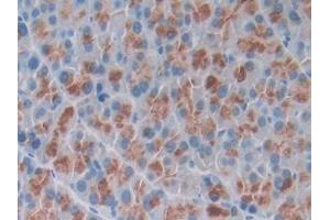 DAB staining on IHC-P; Samples: Mouse Pancreas Tissue (Osteocrin Antikörper  (AA 26-130))