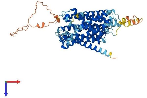 SLC38A2 Protein (AA 1-504) (His tag)