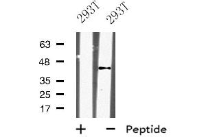 Western blot analysis of KLF12 expression in 293T whole cell lysate ,The lane on the left is treated with the antigen-specific peptide. (KLF12 Antikörper  (Internal Region))