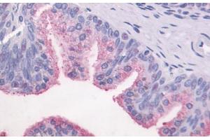 Anti-GPR87 antibody  ABIN1048891 IHC staining of human prostate, epithelium. (GPR87 Antikörper  (C-Term))