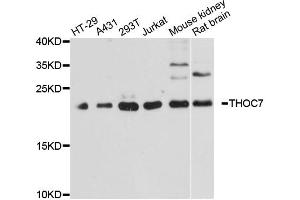 Western blot analysis of extracts of various cell lines, using THOC7 antibody. (THOC7 Antikörper)