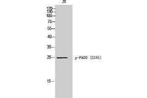 Western Blotting (WB) image for anti-Fas (TNFRSF6)-Associated Via Death Domain (FADD) (pSer191) antibody (ABIN3182716)