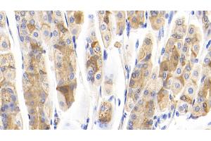 Detection of IFNa7 in Mouse Stomach Tissue using Polyclonal Antibody to Interferon Alpha 7 (IFNa7) (IFNA7 Antikörper  (AA 24-190))