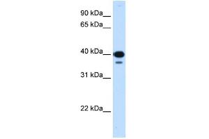 WB Suggested Anti-NFYC Antibody Titration:  0. (NFYC Antikörper  (C-Term))