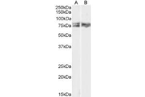 ABIN5539550 (1µg/ml) staining of HeLa (A) and NIH3T3 (B) lysate (35µg protein in RIPA buffer).