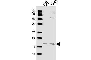 Lane 1: C6 Cell Lysates, Lane 2: HeLa Cell Lysates, probed with Histone H3 (809CT10. (Histone 3 Antikörper)
