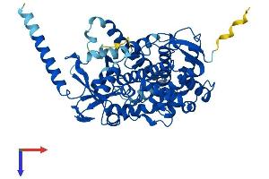 CYP46A1 Protein (AA 1-500) (His tag)