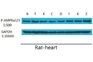 Western Blot (WB) analysis: Please contact us for more details. (PRKAA1/PRKAA2 Antikörper  (pThr172, pThr183))