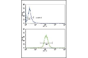 Flow Cytometry (FACS) image for anti-ATP-Binding Cassette, Sub-Family G (WHITE), Member 1 (ABCG1) (AA 359-387) antibody (ABIN390433)