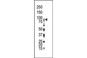 Western blot analysis of anti-FGFR4 Pab in THP-1 cell lysate. (FGFR4 Antikörper  (N-Term))