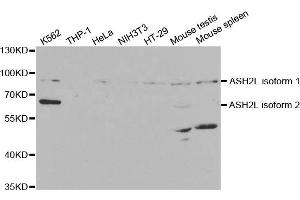 Western Blotting (WB) image for anti-Set1/Ash2 Histone Methyltransferase Complex Subunit ASH2 (ASH2L) antibody (ABIN1876580) (ASH2L Antikörper)