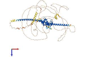 DACH1 Protein (AA 1-751) (His tag)