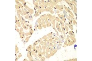 Immunohistochemistry of paraffin-embedded mouse heart using HIF1AN antibody. (HIF1AN Antikörper  (AA 1-349))
