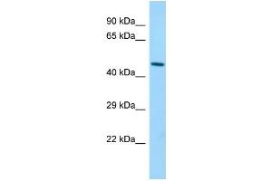 Host: Rabbit Target Name: Blmh Sample Type: Mouse Stomach lysates Antibody Dilution: 1. (BLMH Antikörper  (C-Term))