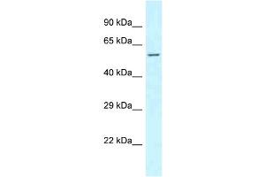 WB Suggested Anti-CLINT1 Antibody Titration: 1. (CLINT1 Antikörper  (N-Term))