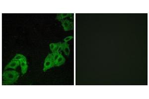 Immunofluorescence analysis of A549 cells, using OR4C3 antibody. (OR4C3 Antikörper  (Internal Region))
