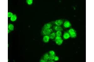 Immunofluorescent staining of HT29 cells using anti-SLC2A5 mouse monoclonal antibody (ABIN2452384). (SLC2A5 Antikörper)