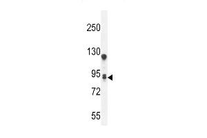 T Antibody (C-term) (ABIN654955 and ABIN2844595) western blot analysis in A549 cell line lysates (35 μg/lane). (TMEM168 Antikörper  (C-Term))