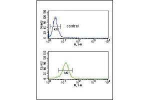 COL5A2 Antibody (N-term) (ABIN391537 and ABIN2841488) flow cytometric analysis of NCI- cells (bottom histogram) compared to a negative control cell (top histogram). (COL5A2 Antikörper  (N-Term))
