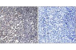 Immunohistochemistry (IHC) image for anti-Mitochondrial Ribosomal Protein S16 (MRPS16) (AA 81-130) antibody (ABIN2890039) (MRPS16 Antikörper  (AA 81-130))