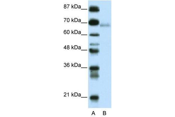 ZBTB22 Antikörper  (C-Term)