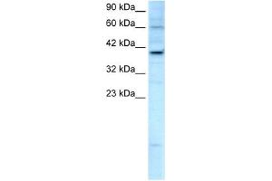 KIF25 antibody used at 2. (KIF25 Antikörper  (C-Term))
