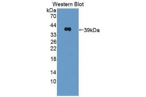 Western Blotting (WB) image for anti-Oxytocin Receptor (OXTR) (AA 6-75) antibody (ABIN1860112)
