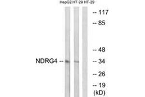 Western blot analysis of extracts from HT-29/HepG2 cells, using NDRG4 Antibody. (NDRG4 Antikörper  (AA 187-236))