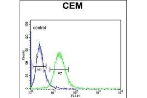 GABRA4 Antibody (Center) (ABIN653246 and ABIN2842771) flow cytometric analysis of CEM cells (right histogram) compared to a negative control cell (left histogram). (GABRA4 Antikörper  (AA 350-377))