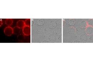 Expression of EMR1 in rat RBL cells - Cell surface detection of EMR1 in intact living rat basophilic leukemia (RBL) cells.
