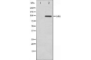 Western blot analysis on HT29 cell lysate using Gab2 Antibody,The lane on the left is treated with the antigen-specific peptide. (GAB2 Antikörper  (C-Term))