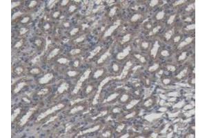 DAB staining on IHC-P; Samples: Mouse Kidney Tissue. (Interferon gamma Antikörper  (AA 23-155))