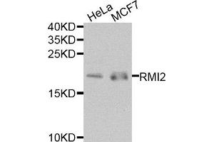 Western blot analysis of extracts of HeLa and MCF7 cells, using RMI2 antibody.
