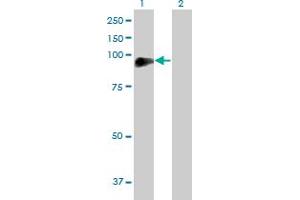 Western Blot analysis of DVL2 expression in transfected 293T cell line by DVL2 MaxPab polyclonal antibody. (DVL2 Antikörper  (AA 1-736))
