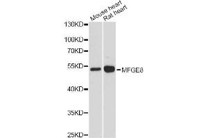 Western blot analysis of extracts of various cell lines, using MFGE8 antibody. (MFGE8 Antikörper)