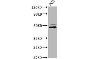 Western Blot Positive WB detected in: PC-3 whole cell lysate All lanes: SEC14L2 antibody at 4. (SEC14L2 Antikörper  (AA 233-358))