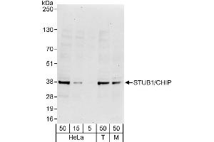 Western Blotting (WB) image for anti-STIP1 Homology and U-Box Containing Protein 1 (STUB1) (AA 1-50) antibody (ABIN7452073)