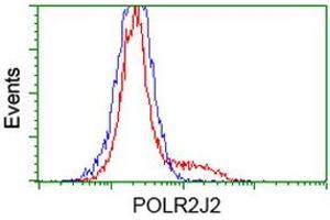 Image no. 2 for anti-Polymerase (RNA) II (DNA Directed) Polypeptide J2 (POLR2J2) antibody (ABIN1500338) (POLR2J2 Antikörper)