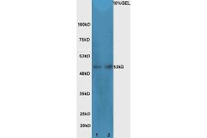 Lane 1: Mouse intestinal lysates Lane 2: mouse testicular lysates  probed with Rabbit Anti-Cdc25C Polyclonal Antibody, Unconjugated (ABIN1387108) at 1:300 overnight at 4 °C. (CDC25C Antikörper  (AA 290-340))