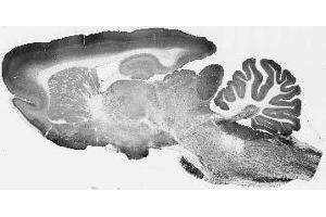 Adult rat brain immunohistochemistry (with antigen retrieval via pepsin pretreatment).