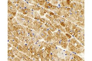 Immunohistochemistry analysis of parafffin-embedded mouse heart using Desmin Monoclonal Antibody at dilution of 1:300.