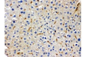 Anti- BMP5 Picoband antibody, IHC(P) IHC(P): Mouse Liver Tissue (BMP5 Antikörper  (C-Term))