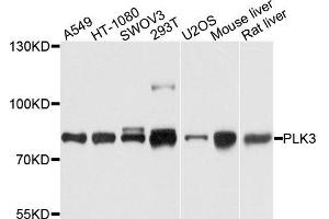 Western blot analysis of extracts of various cells, using PLK3 antibody. (PLK3 Antikörper)