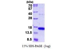 SDS-PAGE (SDS) image for Golgin A7 (GOLGA7) (AA 1-137) protein (His tag) (ABIN5852949)