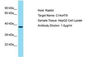 Image no. 1 for anti-Chromosome 14 Open Reading Frame 79 (C14ORF79) (AA 69-118) antibody (ABIN6750750) (C14ORF79 Antikörper  (AA 69-118))