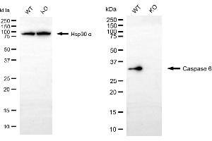Western blotting analysis using caspase 6 antibody (ABIN7797902).