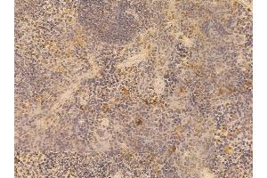 ALDH3B2 Mouse Monoclonal Antibody at 1/100 staining mouse spleen tissue by IHC-P.