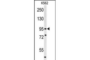 Western blot analysis of SUPV3L1 Antibody (N-term) (ABIN1881857 and ABIN2843036) in K562 cell line lysates (35 μg/lane). (SUPV3L1 Antikörper  (N-Term))